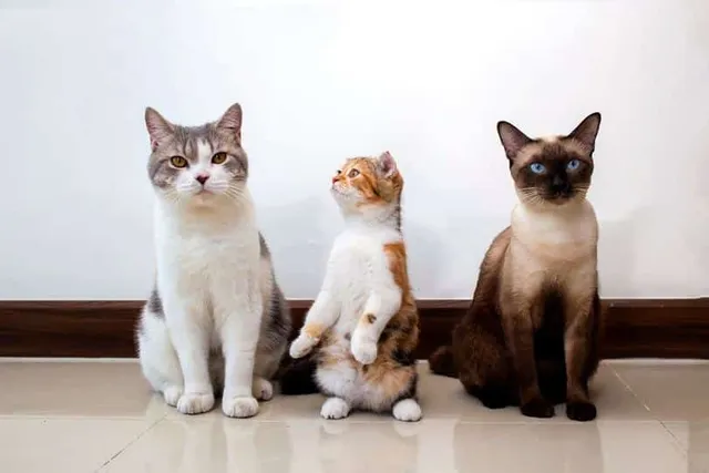 17 Friendliest Cat Breeds (With Info & Pictures)
