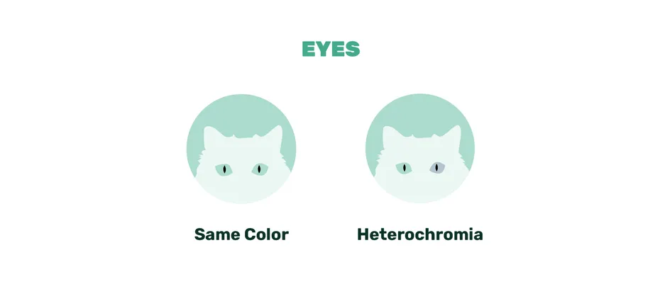 cat eyes
