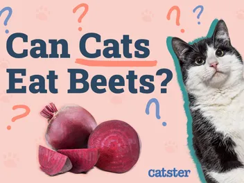 Can Cats Eat Beets? Vet-Verified Facts & FAQ