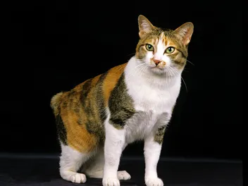 Japanese Bobtail Cat Breed Info: Pictures, Temperament & Traits