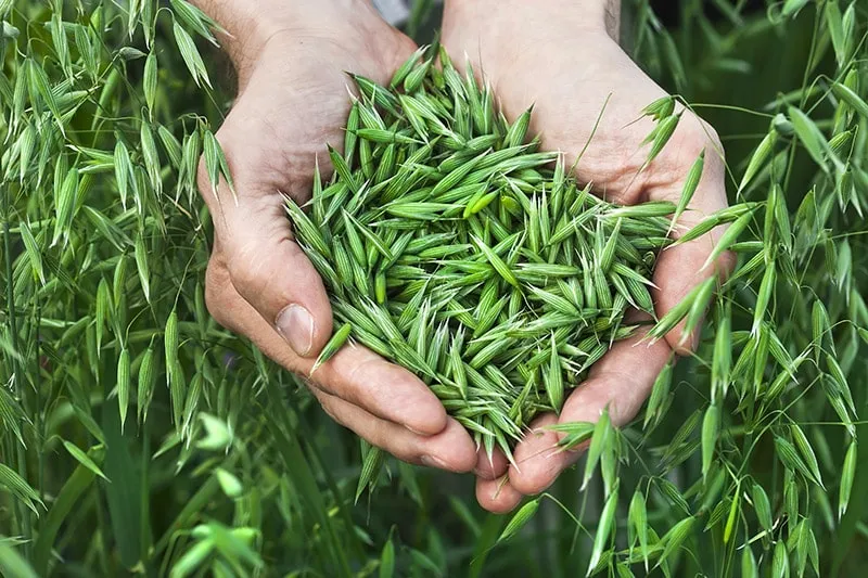 a handful of ripe green oats on the background of the summer field
