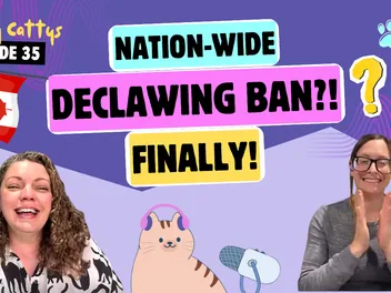 Chatting About Declawing Law Changes, Vegan Cats, and Pre-Internet Rumors | Chatty Cattys, Episode 35