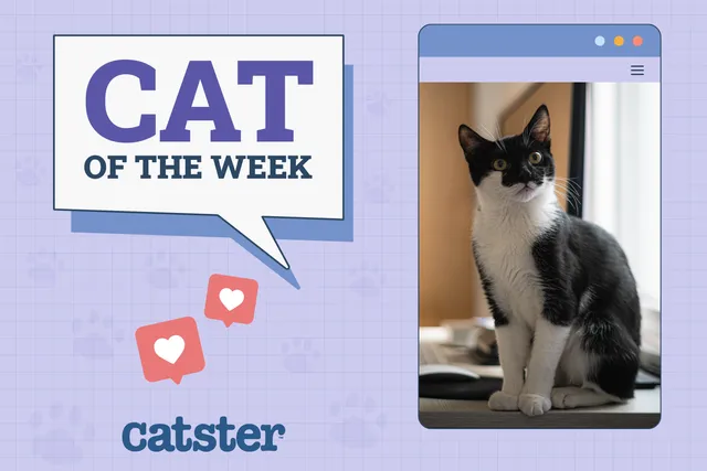 Catster Photo Contest: Cats of the Week Winners (Feb 6, 2025)