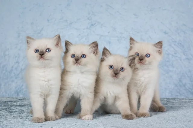 Ragdoll Kittens for Sale: 2026 Breeders List in Canada