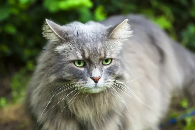 11 Hypoallergenic Cat Breeds for People With Allergies (With Info & Pictures)