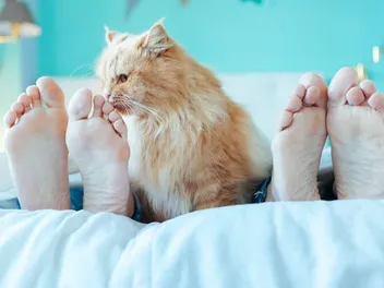 Why Does My Cat Like Icy Hot and Bengay? Possible Reasons & Vet-Reviewed Safety Facts