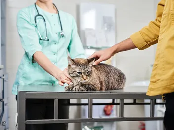 How Much Is Too Much To Spend On A Sick Pet? Vet-Reviewed Facts & FAQ