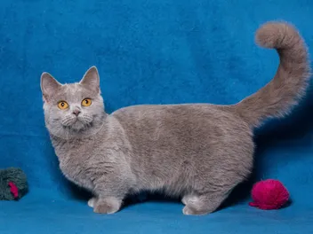Munchkin British Shorthair Cat Mix: Info, Pictures, Temperament & More