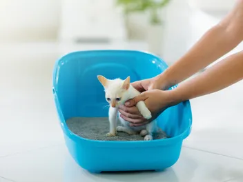 8 Ways to Make a Constipated Kitten Poop (Vet Answer)