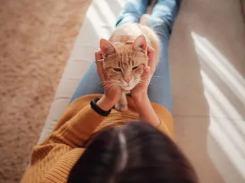 Human Brains Age Like Cats – New Study Debunks the 7-Year Rule
