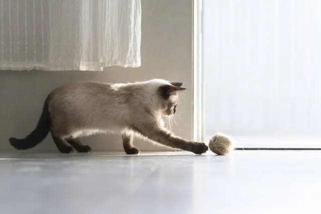 11 Most Intelligent Cat Breeds (With Info & Pictures)