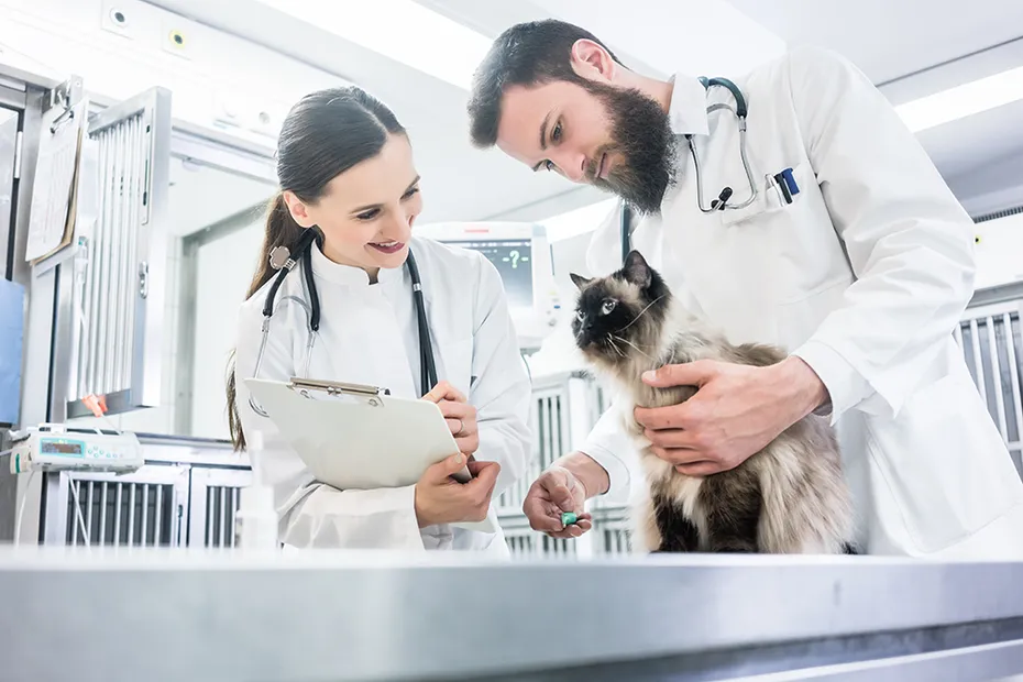 two vets examining a cat