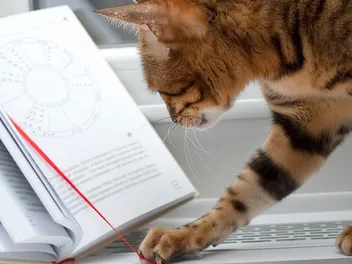 Vietnam's Year of the Cat: Vietnamese Lunar Zodiac Celebrations Explained