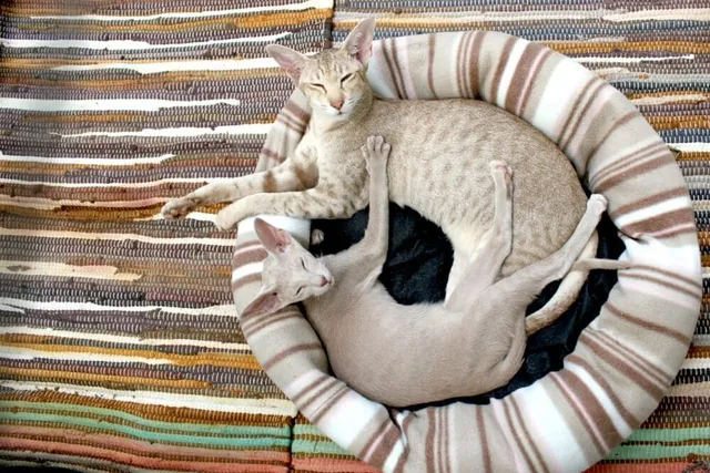 10 DIY No Sew Cat Beds To Create at Home: Vet-Approved (With Pictures)