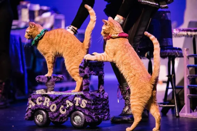 What Are the Acro-Cats? Facts, History & FAQ
