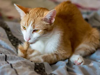 Why Do Cats Suck Their Tails? 7 Vet-Reviewed Reasons