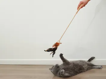 10 Best Cat Feather Wand Toys in 2026 - Reviews & Top Picks