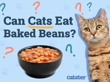 Can Cats Eat Baked Beans? Vet-Reviewed Risks & Alternatives
