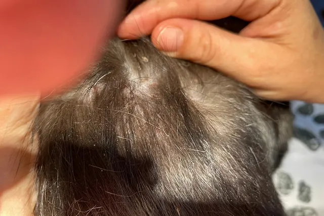 Miliary Dermatitis in Cats: Causes, Signs & Treatments (Vet Answer)