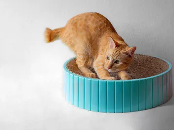 8 Best Cardboard Cat Scratchers in 2026: Reviews & Top Picks