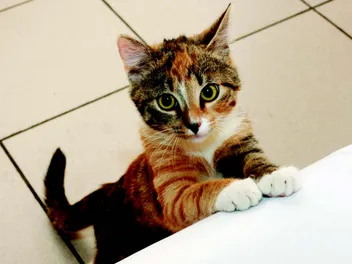 How to Stop Your Cat Begging for Food: 6 Ways That Work