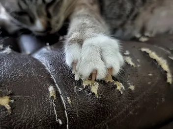 How to Stop Cats From Scratching & Clawing Leather Furniture: 6 Vet-Verified Tips