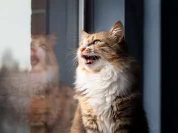 How to Prevent Your Cat From Meowing to Go Outside: 8 Vet-Approved Tricks