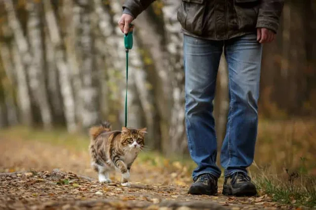 How to Make an Indoor Cat an Outdoor Cat Safely (10 Vet-Reviewed Tips)