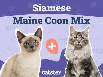 Siamese Maine Coon Mix: Info, Pictures, Care & Traits