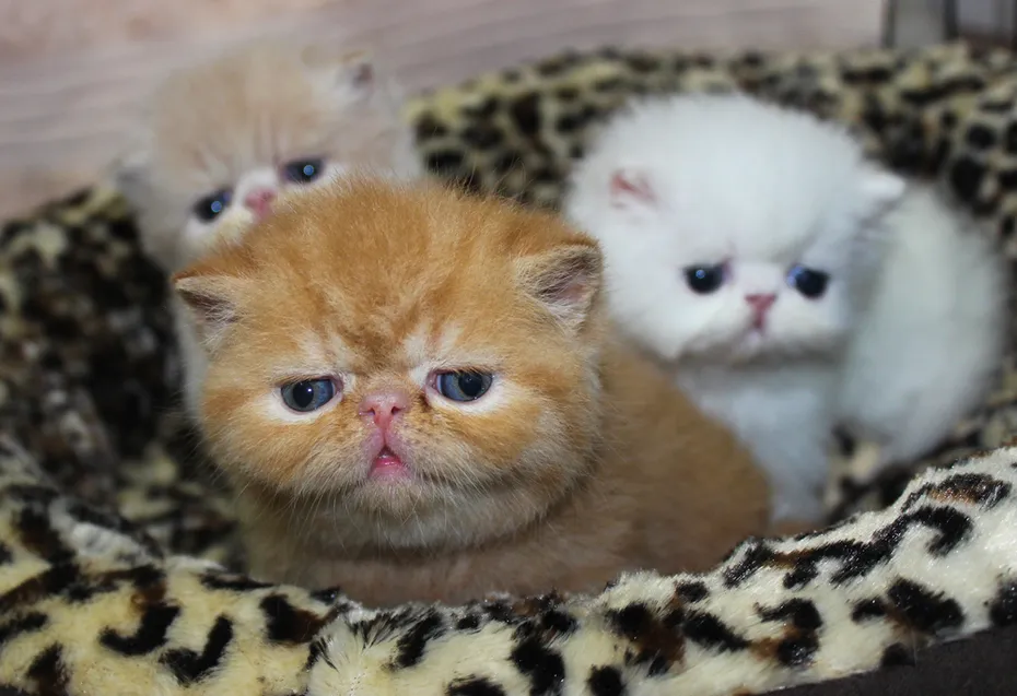 three little exotic shorthair kittens
