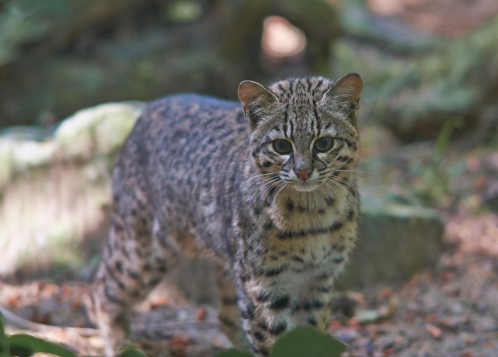 Geoffroy's Safari cat