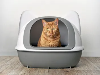 10 Weird Cat Litter Box Habits (Vet-Approved Explanation)