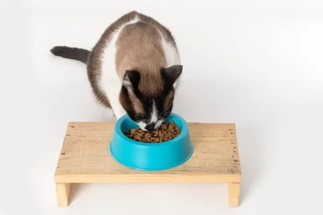 Are Elevated Cat Bowls a Good Idea? Vet-Reviewed Facts & FAQ