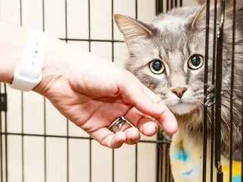 How Long Does It Take to Adopt a Cat? 3 Vet-Approved Factors to Consider