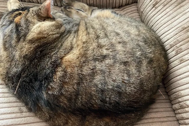 Feline Fine: Acupuncture in Cats, Part Two