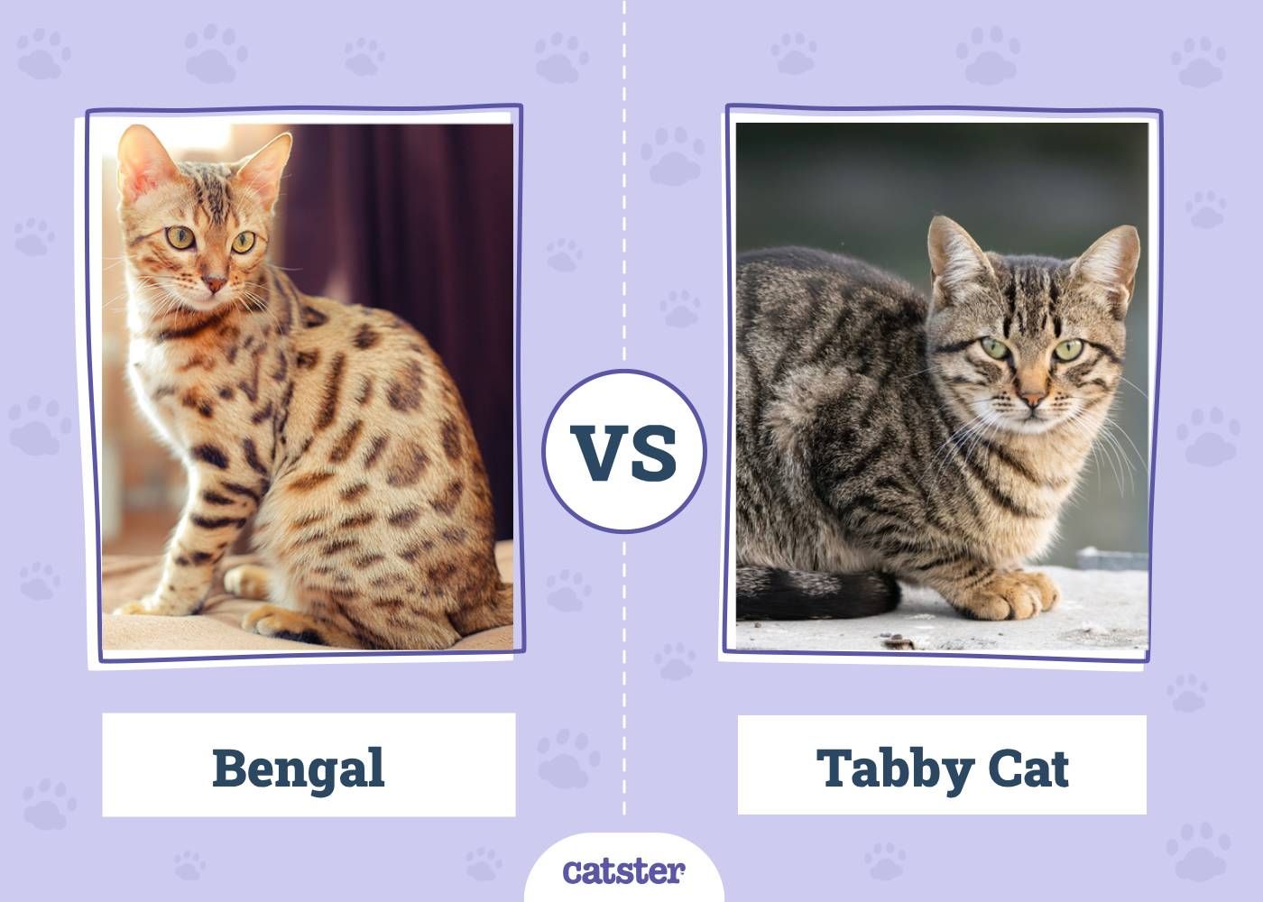 Bengal VS Tabby Cat