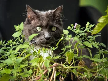 10 Herbs That Are Safe for Cats (& Ones to Avoid) Our Vet Answers