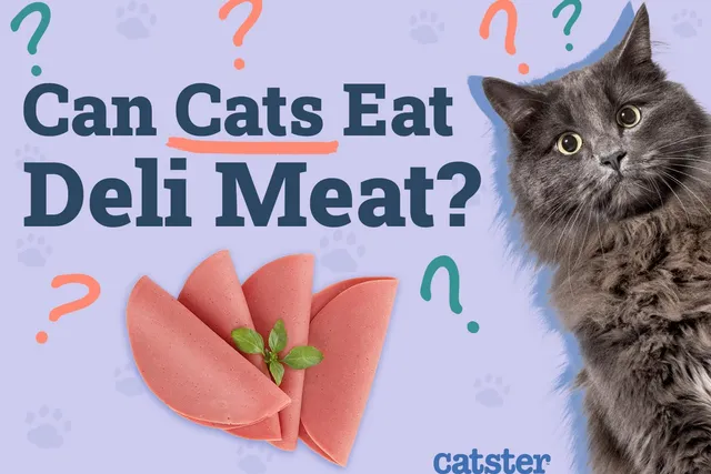 Can Cats Eat Deli Meat (Lunch Meat)? Vet-Verified Facts & FAQ