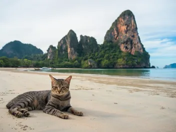 Why Do Cats Like the Beach? 3 Fun Reasons & Things to Consider