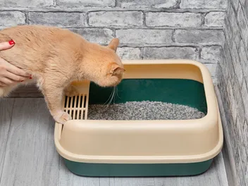 How Long Can a Cat Go Without Pooping? Vet-Verified Causes & Solutions