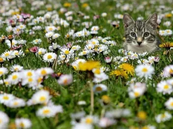 10 Vet-Verified Ways to Keep Cats Out of Flowerbeds: Easy & Expert Tips