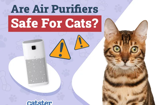 Are Air Purifiers Safe for Cats? Vet-Approved Facts & Safety Tips