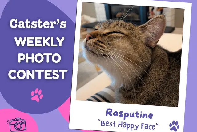 Catster’s Weekly Photo Contest Winners: Best Happy Face (April 23, 2026)