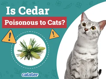 Is Cedar Poisonous to Cats? Vet Approved Facts & FAQ