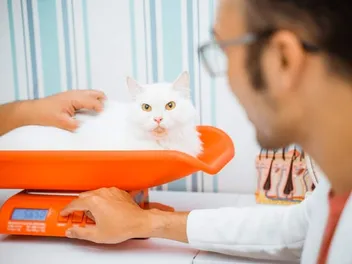 How Long Do Obese Cats Live? Vet Approved Facts & Health Tips