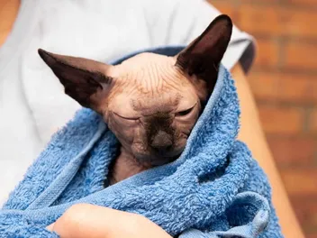 How to Bathe a Sphynx Cat: 8 Vet-Reviewed Tips & Advice
