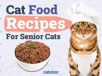 6 Homemade Cat Food Recipes for Senior Cats (With Pictures)