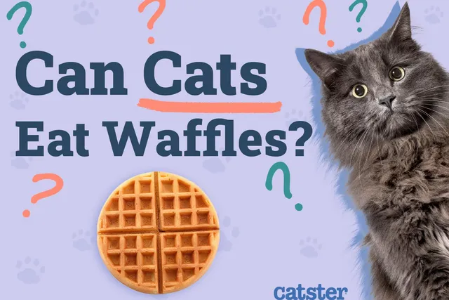 Can Cats Eat Waffles? Vet-Reviewed Facts & FAQ