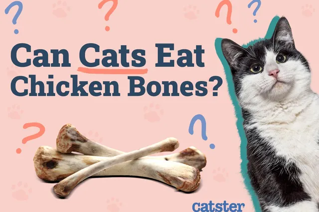 Can Cats Eat Chicken Bones? Vet-Verified Nutrition Facts & Safety Guide