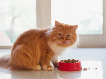 8 Best High Fiber Cat Foods of 2026 - Reviews & Top Picks